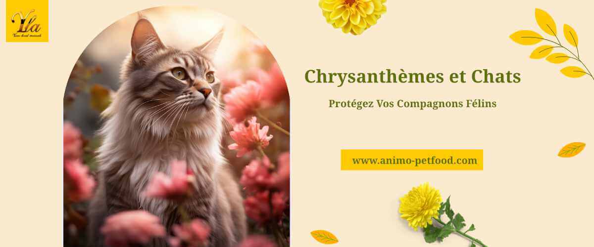 toxicite-du-chrysantheme-pour-les-chats-et-mesures-preventives